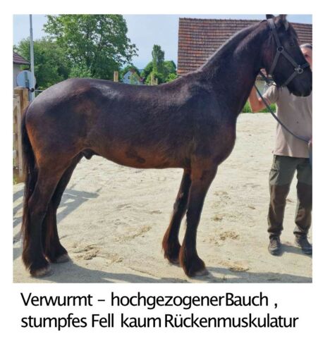 Verwurmt - hochgezogener Bauch, stumpfes Fell, kaum Rückenmuskulatur