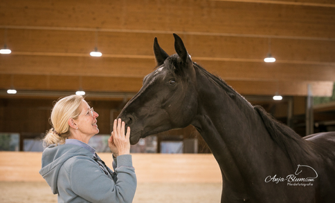 Jungpferdetraining mit Donkor