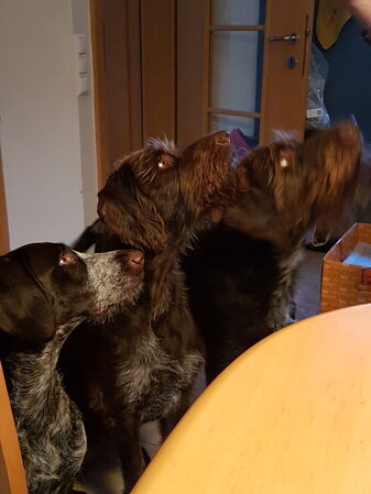 Gundula's Hunde Gundula's Hunde