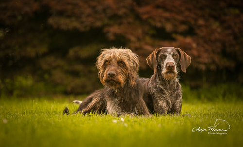 Gundula's Hunde Gundulas's Hunde in der Wiese liegend