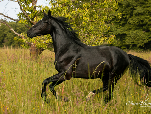 Pferd in Bewegung