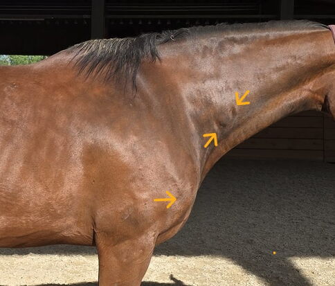 Gundula und ihr Pferd Smiley