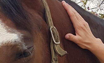 Craniosacrale Balance beim Pferd