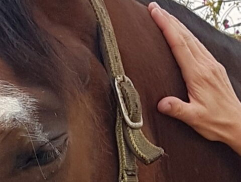 Craniosacrale Balance beim Pferd