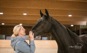Jungpferdetraining mit Donkor