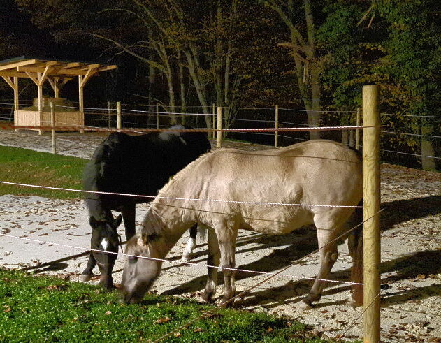 Neue dicke Freunde Neue dicke Freund