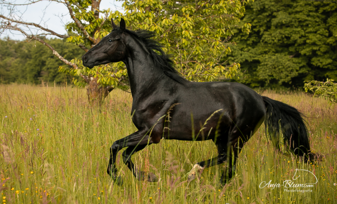 Pferd in Bewegung