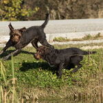 Gundula's Hunde
