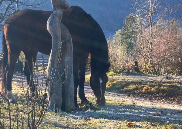 Zurück im Glück: Dank EquinoFIT® und seiner aufmerksamen Besitzerin blüht Nash wieder richtig auf.