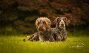 Gundulas's Hunde in der Wiese liegend