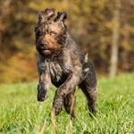 Gundula's Hund