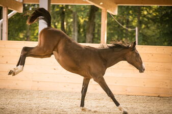 Pferd spielt in der Reithalle