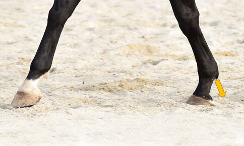 Hinter dem Festhalten im Fesselkopf steckt meist ein Kompensationsverhalten – und ein tiefergehendes Problem ... / Foto: Gundula Lorenz