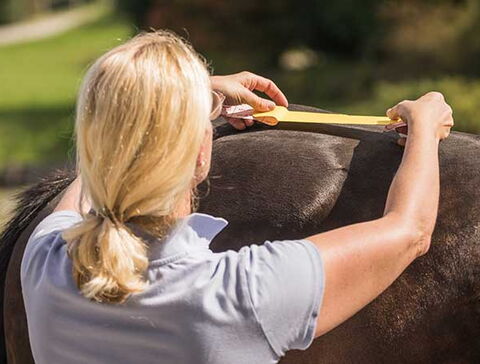 EquinoFIT® Professional - Taping