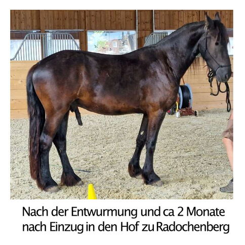 Nach der Entwurmung und ca. 2 Monate nach dem Einzug in den Hof zu Radochenberg