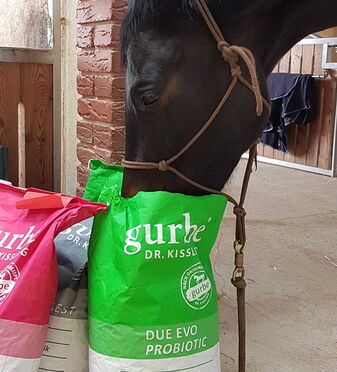 Gurbe Pferdefutter